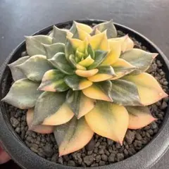 2026年最新】ブラックプリンス錦の人気アイテム - メルカリ