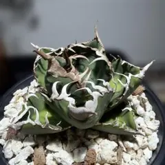 2026年最新】スーパーチタノタ カクタスグリーンの人気アイテム - メルカリ