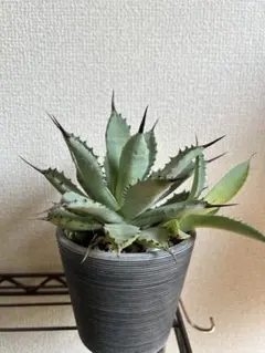 2026年最新】アガベハイブリッドの人気アイテム - メルカリ