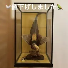 2026年最新】錦鶏鳥剥製の人気アイテム - メルカリ