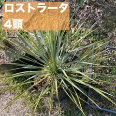 2026年最新】ロストラータ ヘッドの人気アイテム - メルカリ