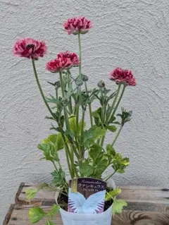 2026年最新】ラナンキュラスイカロスの人気アイテム - メルカリ