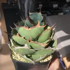 2026年最新】アガベ ジャガーノートの人気アイテム - メルカリ