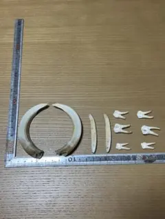 2026年最新】イノシシ 頭骨の人気アイテム - メルカリ