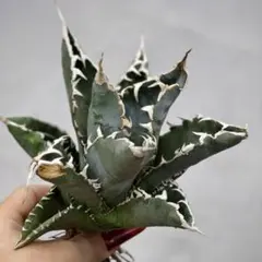 2026年最新】アガベ白豪刺の人気アイテム - メルカリ