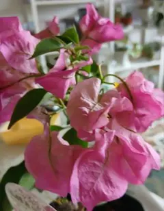 2026年最新】ブーゲンビリアの人気アイテム - メルカリ