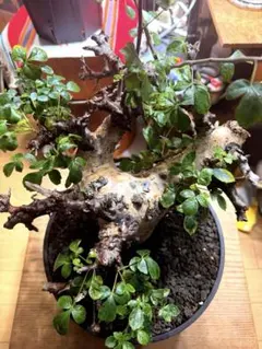 2026年最新】botanize 鉢の人気アイテム - メルカリ