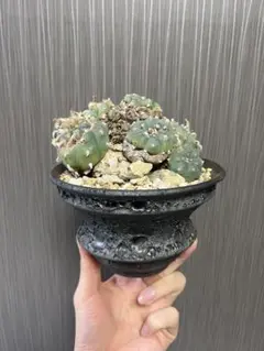 2026年最新】ロホホラの人気アイテム - メルカリ