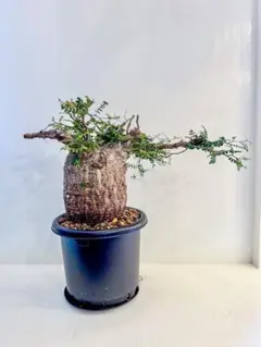 2026年最新】オペルクリカリアパキプス ベアルートの人気アイテム