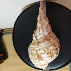 2026年最新】法螺貝標本の人気アイテム - メルカリ