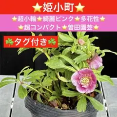 2026年最新】曽田園芸の人気アイテム - メルカリ