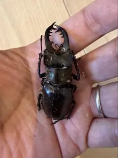 2026年最新】ミヤマクワガタ 標本の人気アイテム - メルカリ