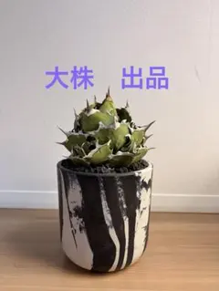2026年最新】アガベ大株の人気アイテム - メルカリ