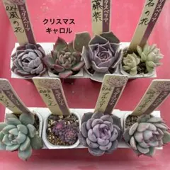 2026年最新】おらいさん苗 円の人気アイテム - メルカリ