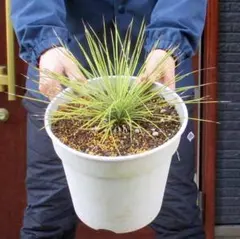 2026年最新】ユッカ リネアリフォリアの人気アイテム - メルカリ