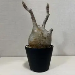 2026年最新】パキポディウム グラキリス 現地球 発根済みの人気