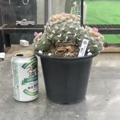 2026年最新】疣銀冠の人気アイテム - メルカリ