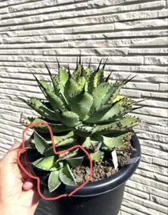 2026年最新】アガベ曲棘八荒雷神の人気アイテム - メルカリ