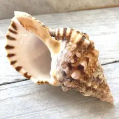 2026年最新】法螺貝の人気アイテム - メルカリ