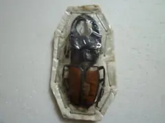 2026年最新】ミヤマクワガタ 標本の人気アイテム - メルカリ