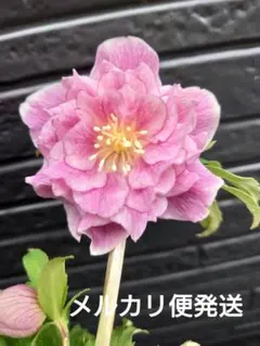 2026年最新】広瀬園芸の人気アイテム - メルカリ