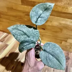 2026年最新】スキンダプサスの人気アイテム - メルカリ