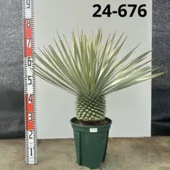 2026年最新】ロストラータ ブルーの人気アイテム - メルカリ