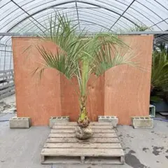 2026年最新】ココスヤシ シルバーリーフの人気アイテム - メルカリ