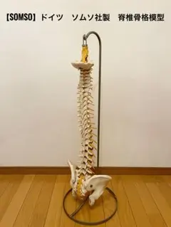2026年最新】骨格模型 ドイツ製の人気アイテム - メルカリ