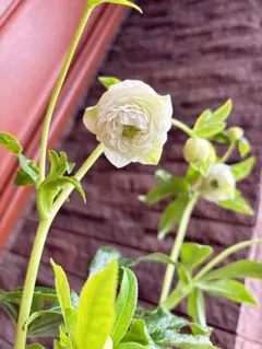 2026年最新】野田園芸の人気アイテム - メルカリ