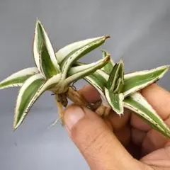 2026年最新】アガベ 笹の雪 氷山の人気アイテム - メルカリ