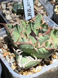 2026年最新】アガベクラウンの人気アイテム - メルカリ