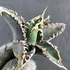 2026年最新】AGAVE godzillaの人気アイテム - メルカリ