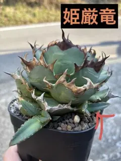 2026年最新】姫厳龍の人気アイテム - メルカリ