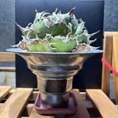 2026年最新】masses 鉢 m&mの人気アイテム - メルカリ