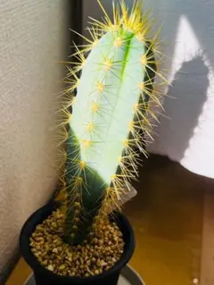 2026年最新】サボテンアズレウスの人気アイテム - メルカリ