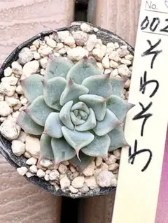 2026年最新】おらい そわそわの人気アイテム - メルカリ