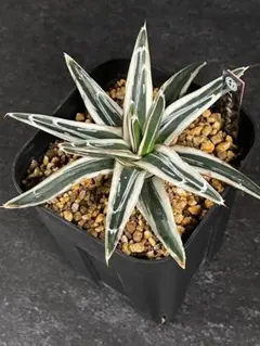 2026年最新】アガベ 笹の雪 氷山の人気アイテム - メルカリ