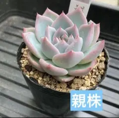 2026年最新】優木園の人気アイテム - メルカリ