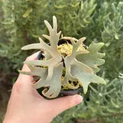 2026年最新】yellow moon dwarfの人気アイテム - メルカリ