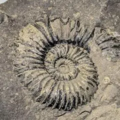 2026年最新】ネパール アンモナイトの人気アイテム - メルカリ