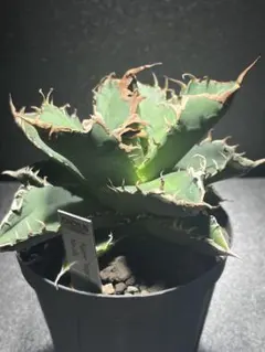 2026年最新】スーパーチタノタ カクタスグリーンの人気アイテム - メルカリ