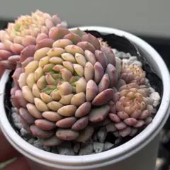 2026年最新】おらいさん苗 円の人気アイテム - メルカリ