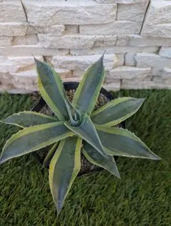 2026年最新】アガベオルカの人気アイテム - メルカリ