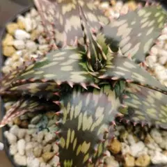 2026年最新】ロウルサンコの人気アイテム - メルカリ