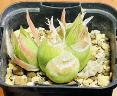 2026年最新】ハオルチア ロックウッディの人気アイテム - メルカリ