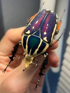 2026年最新】ウガンデンシスオオツノカナブン 標本の人気アイテム