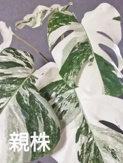 2026年最新】モンステラホワイトタイガーの人気アイテム - メルカリ