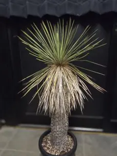 2026年最新】ユッカ リネアリフォリアの人気アイテム - メルカリ