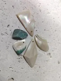 2026年最新】夜光貝 貝殻の人気アイテム - メルカリ